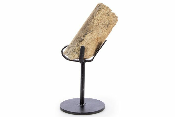 Fossil Hadrosaur Rib Section w/ Metal Stand - South Dakota #340087